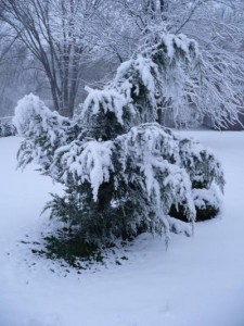 juniper tree sagging under snow load
