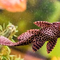 plecostomus