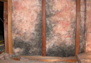 moldy basement wall