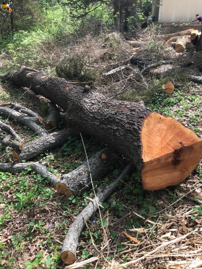 fallen cherry tree